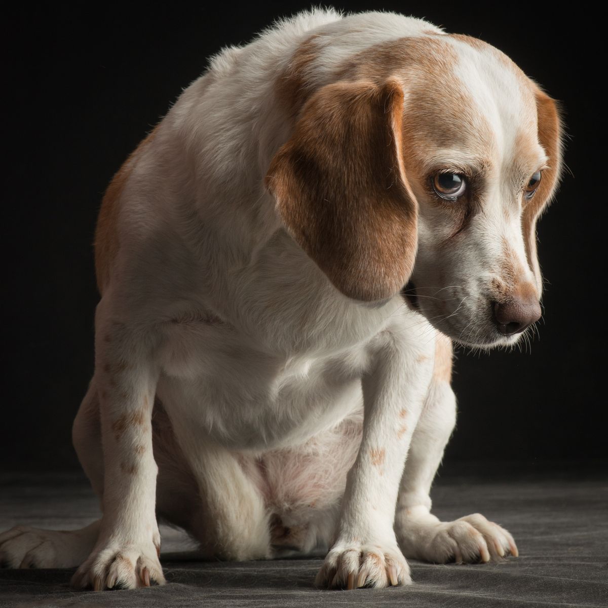 Perro con mirada culpable después de un destrozo
