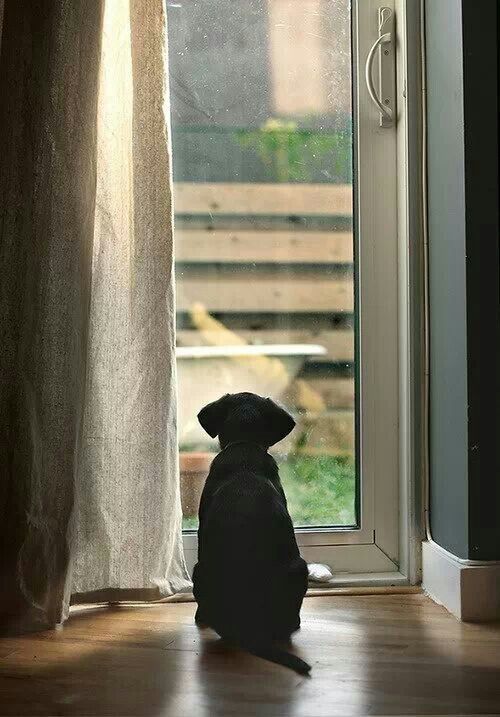Cachorro mirando por la ventana esperando a su humano