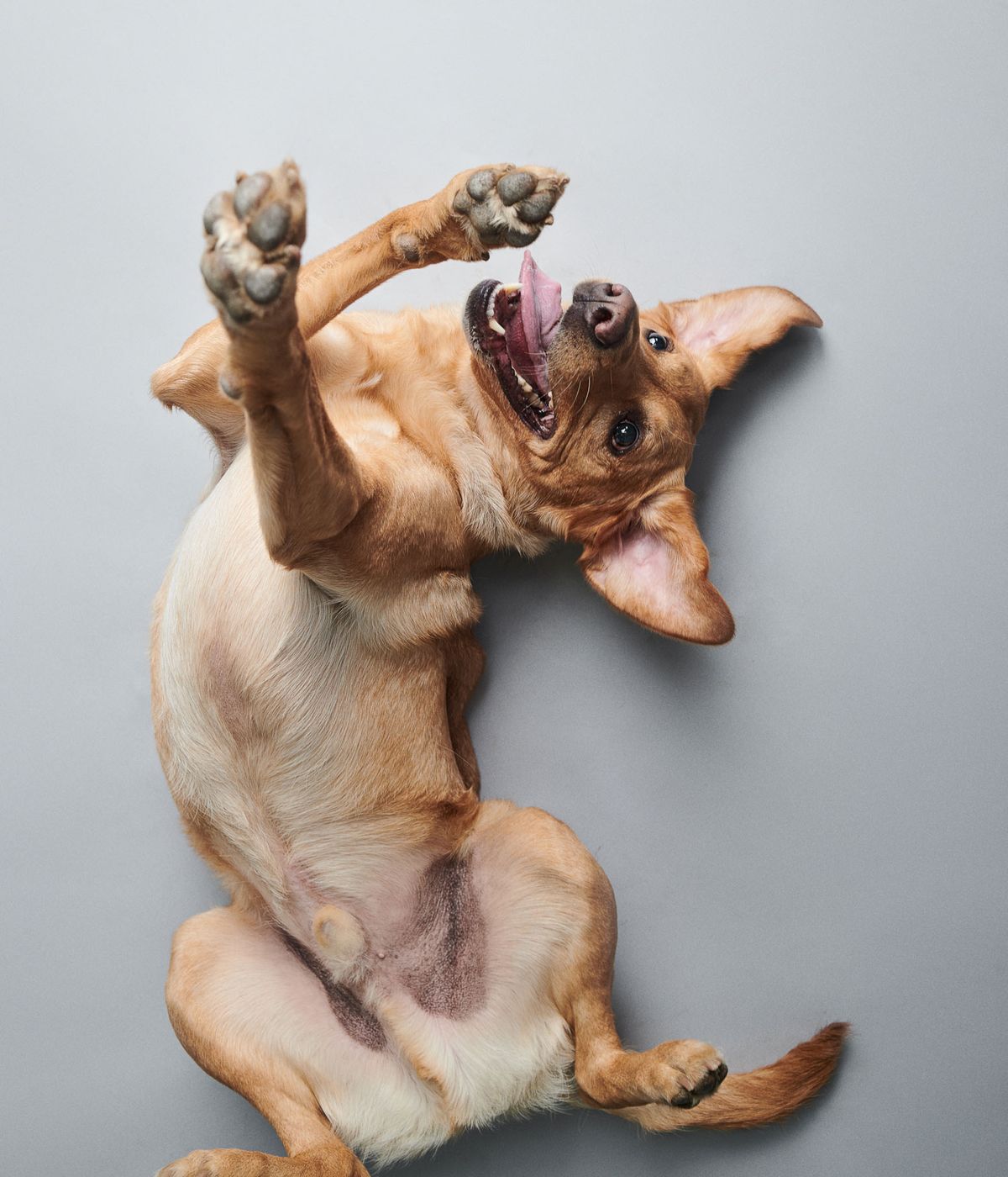 Lo que las posturas de tu perro intentan decirte