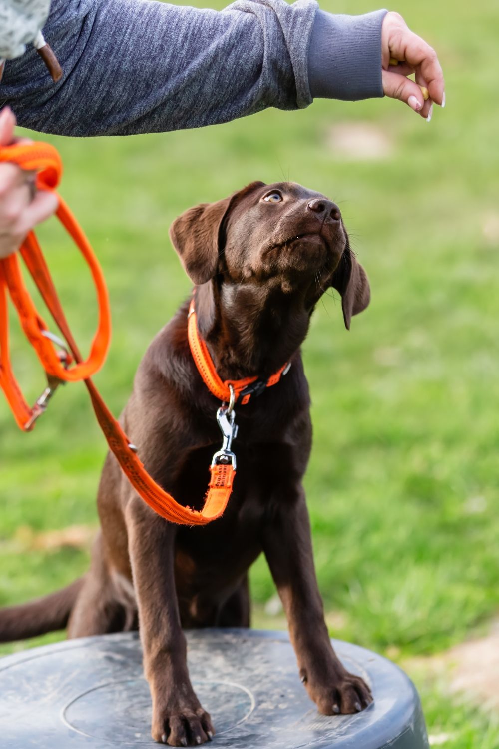 Cachorro labrador chocolate atento a la señal de su humano