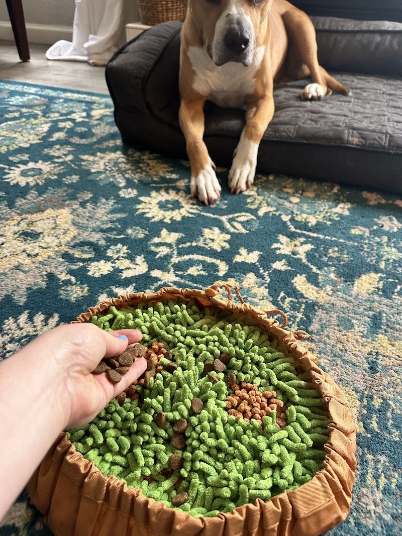 Perro usando una alfombra olfativa con premios