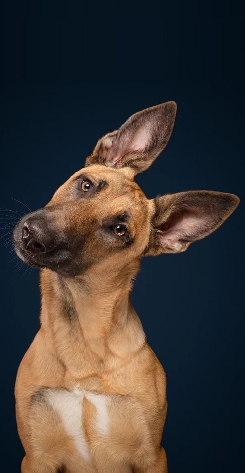 Perro atento intentando comunicarse
