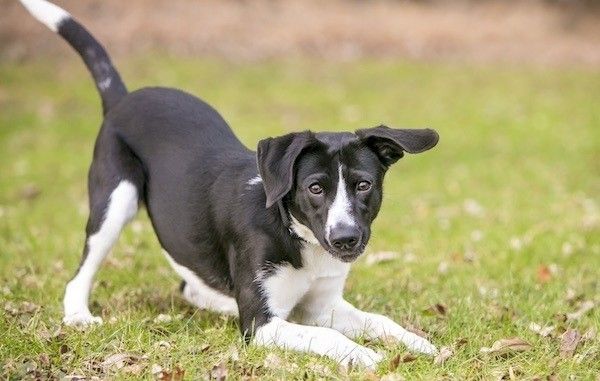 Perro haciendo la reverencia de juego