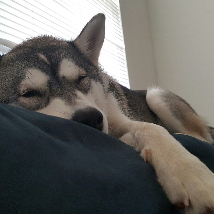 Husky descansando con los ojos cerrados sobre una almohada