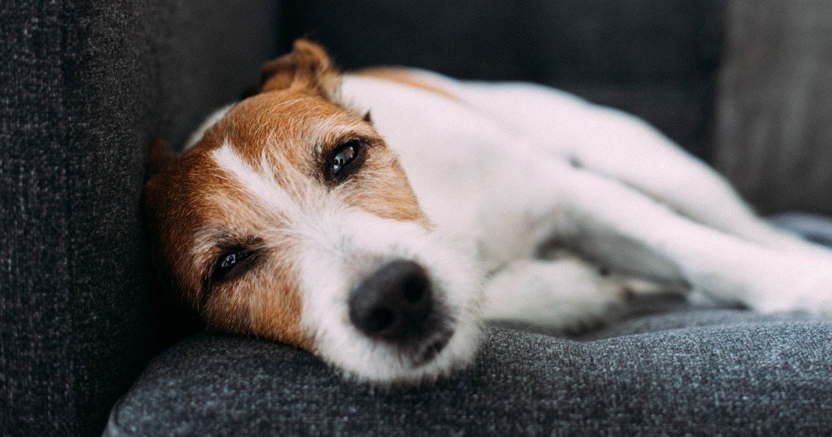 Las señales silenciosas que podrían indicar que tu perro no está bien