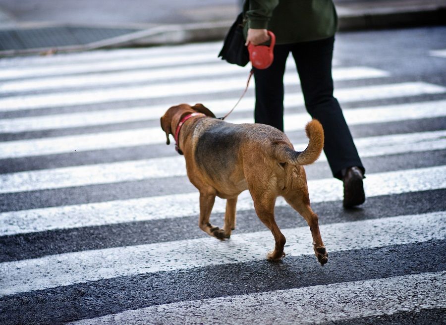 Perro paseando por la ciudad junto a su humana