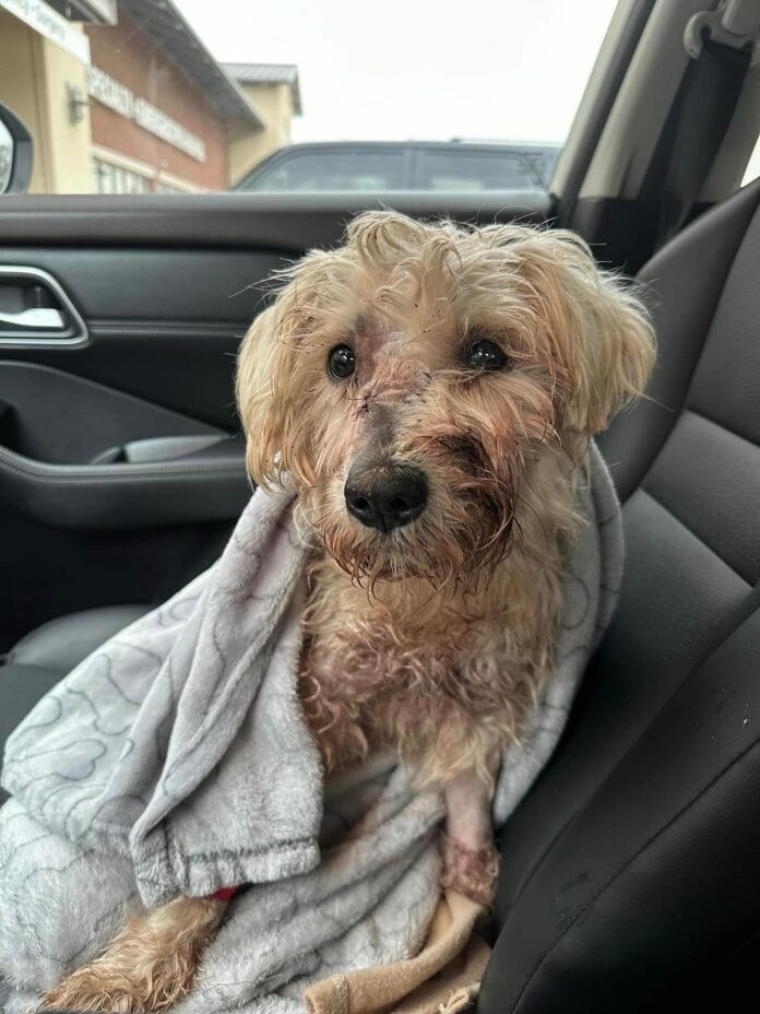 La historia de un perro que volvió a confiar