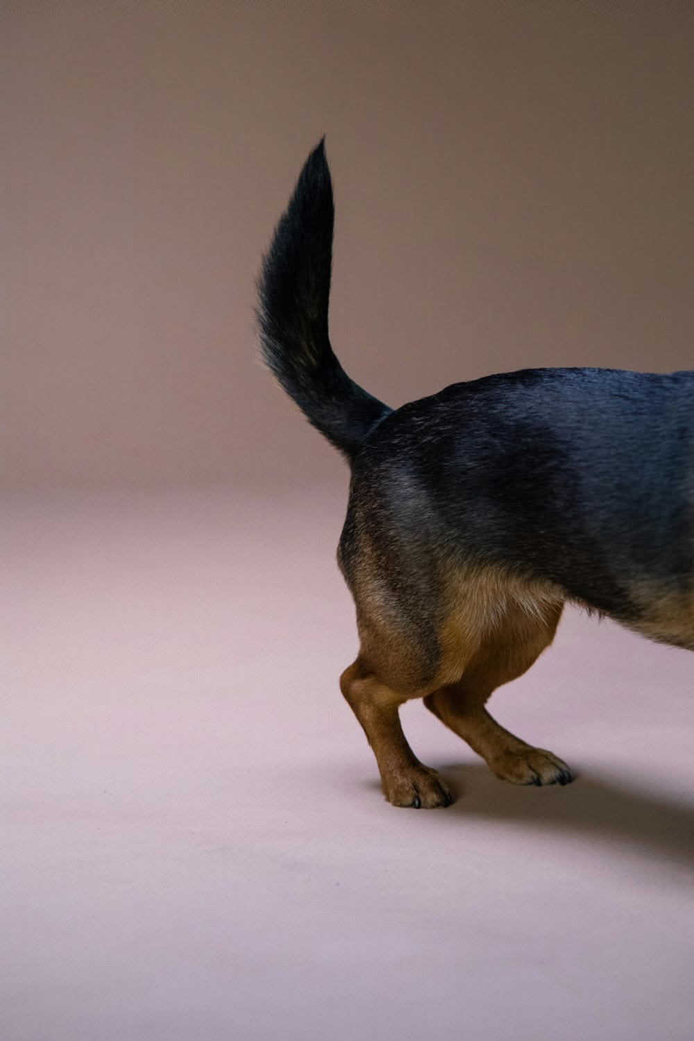 Cola de perro levantada y alerta