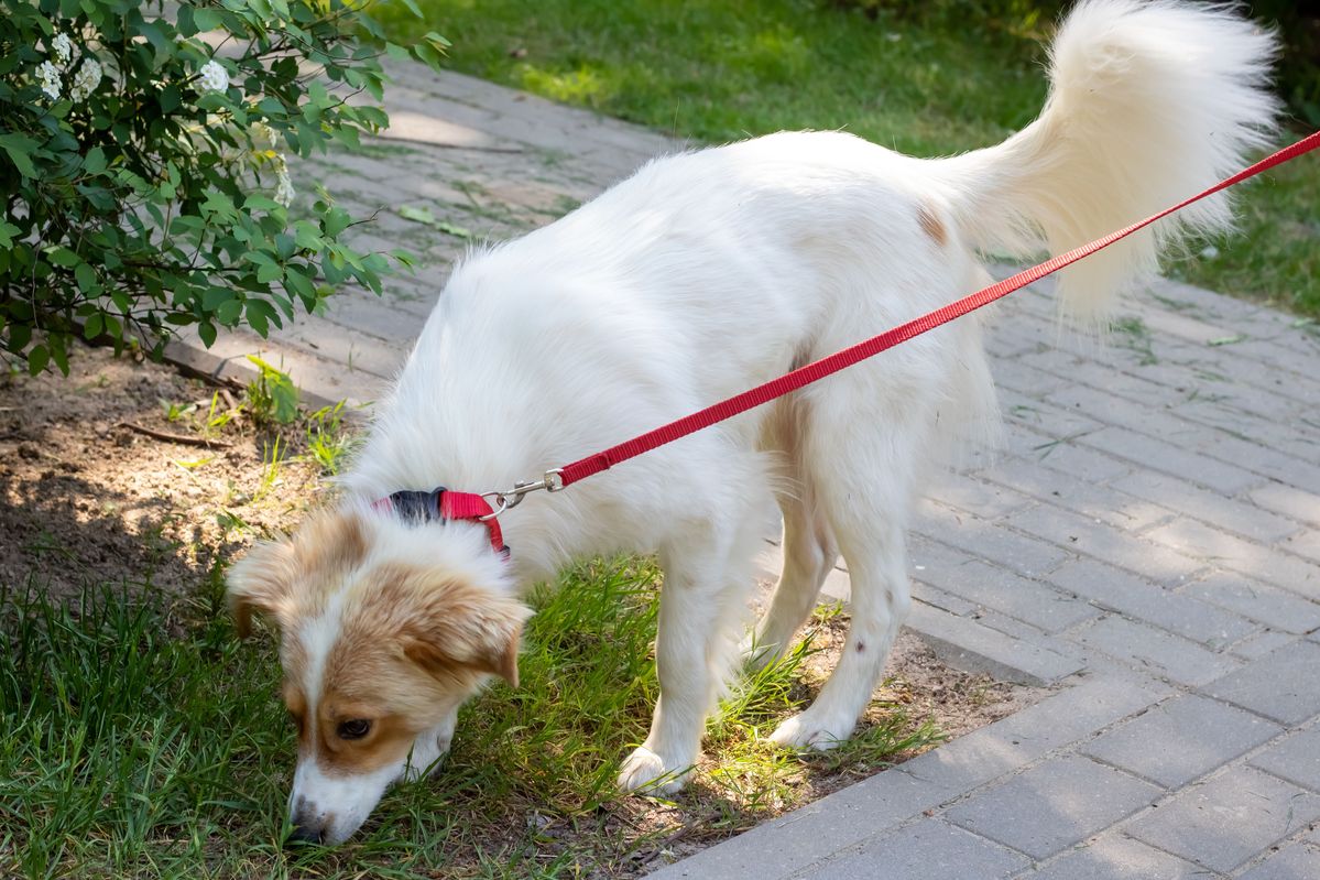 Perro blanco olfateando la hierba durante un paseo