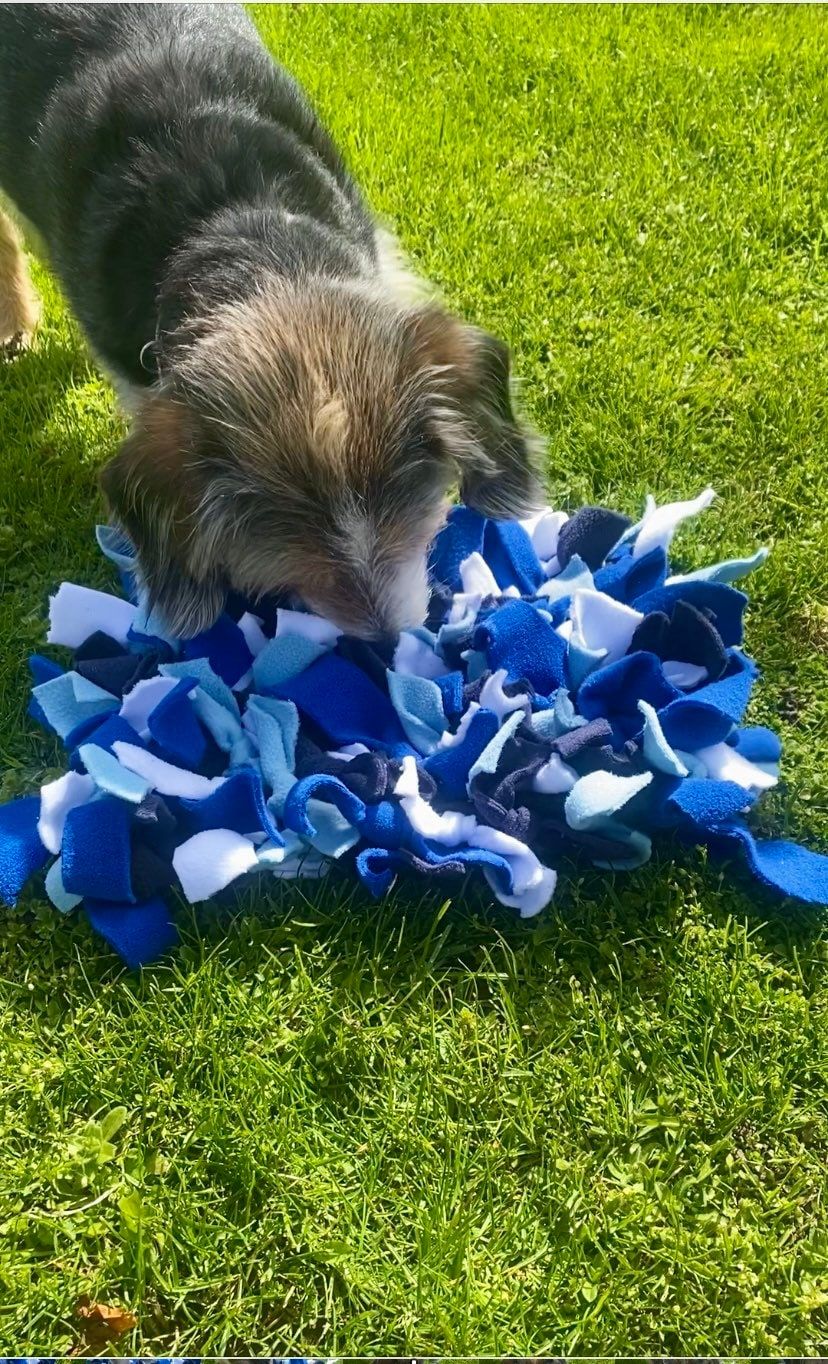 Perro buscando premios en una alfombra olfativa azul