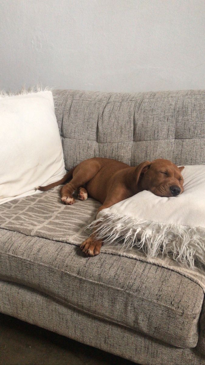 Perro durmiendo tranquilo en un sofá