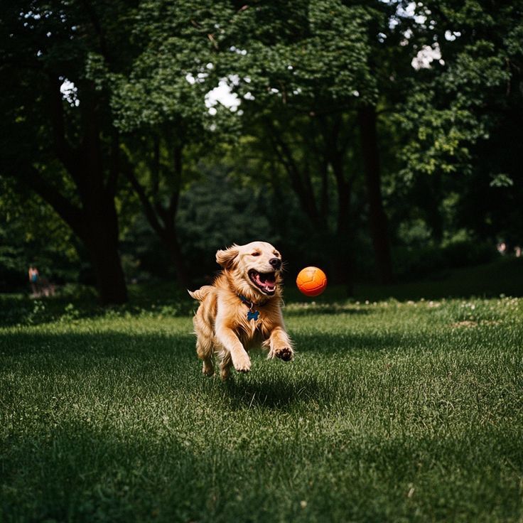 Golden retriever corriendo feliz tras una pelota en el parque