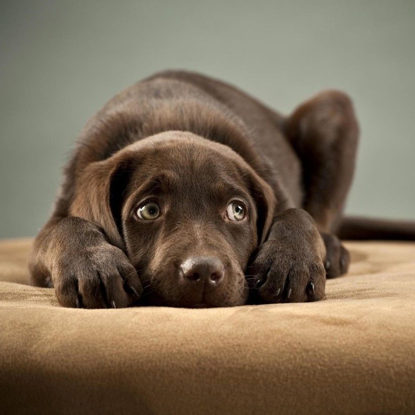 Cachorro echado con mirada de preocupación