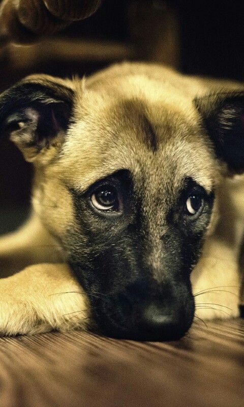 Cachorro con mirada de preocupación