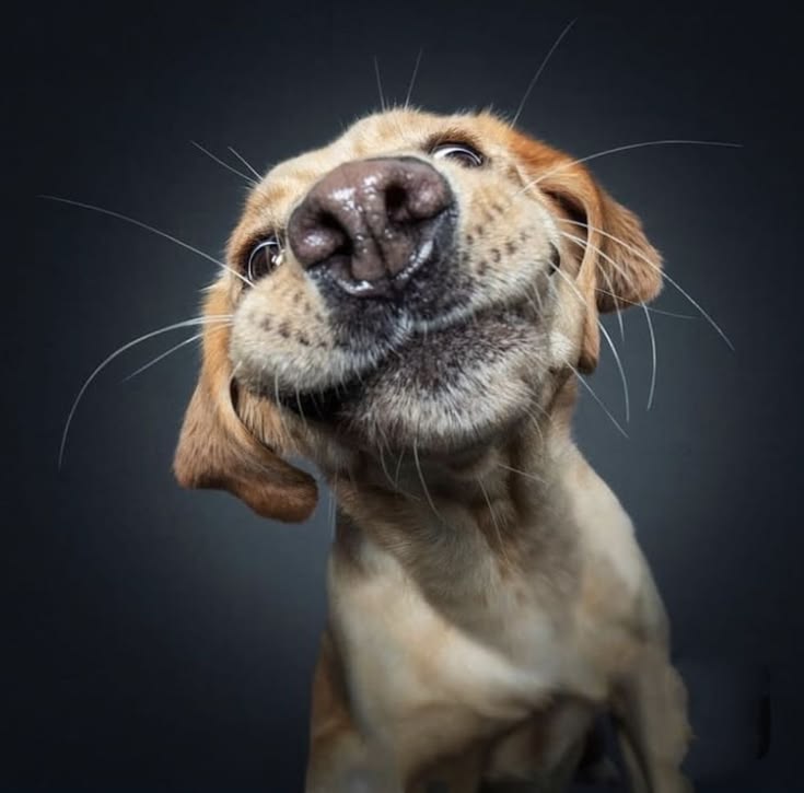 Perro feliz interactuando con una alfombra olfativa