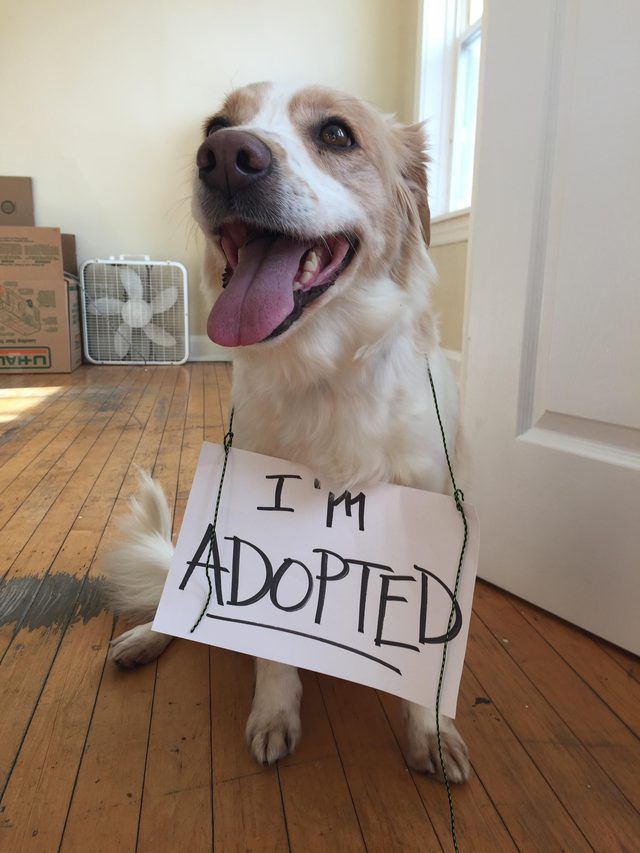 Perro con un cartel que dice 'I'm adopted'