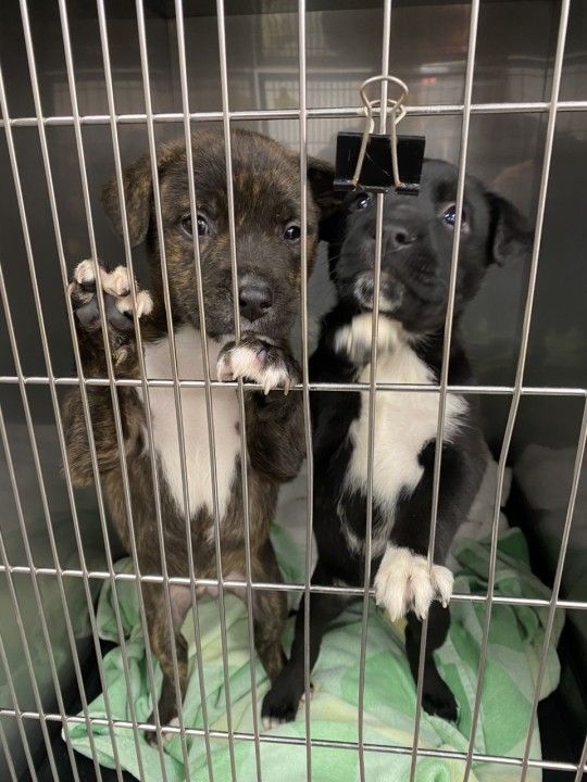 Adoptar no cambia solo la vida del perro