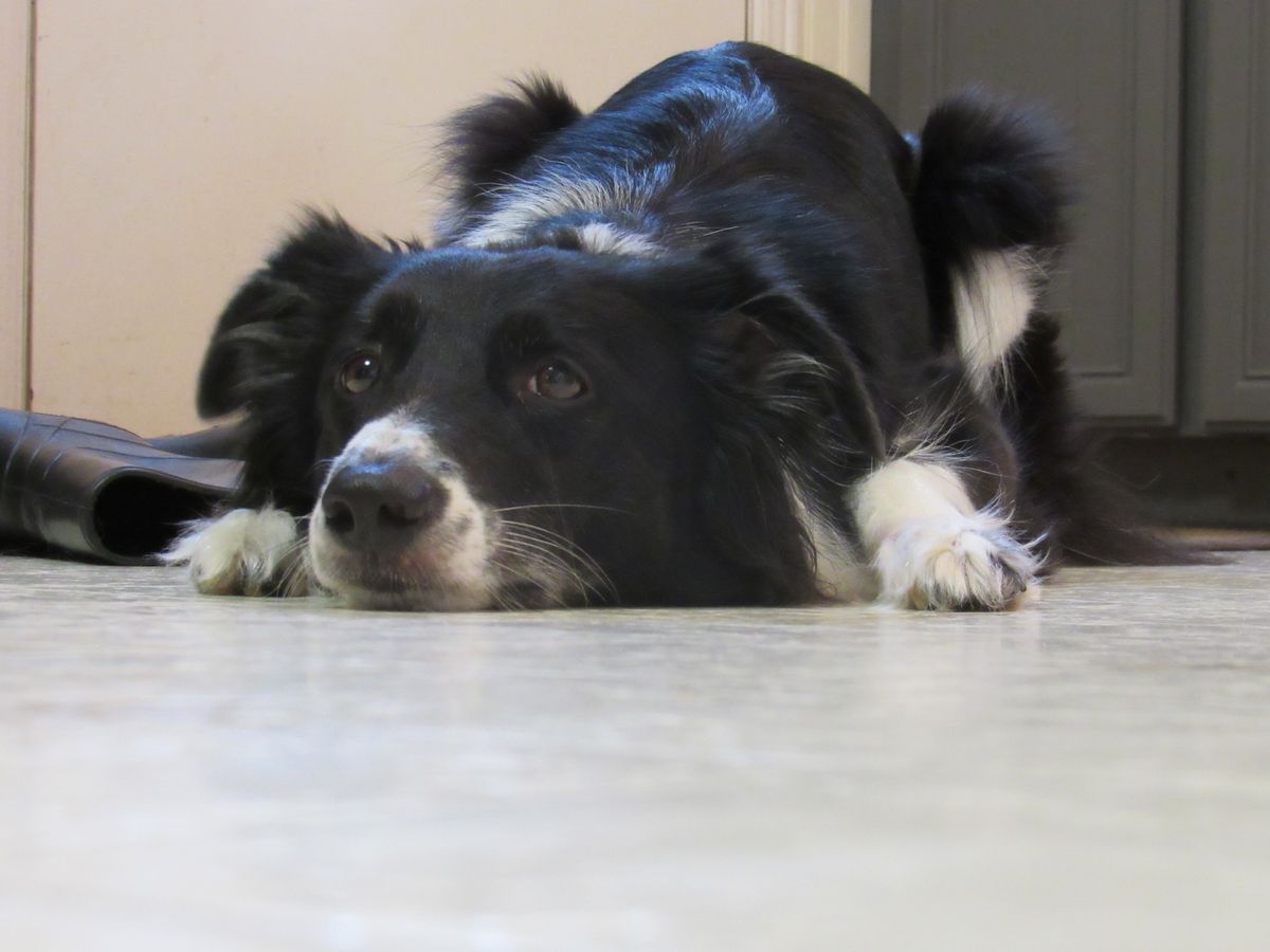 Perro echado en el piso aburrido junto a una aspiradora