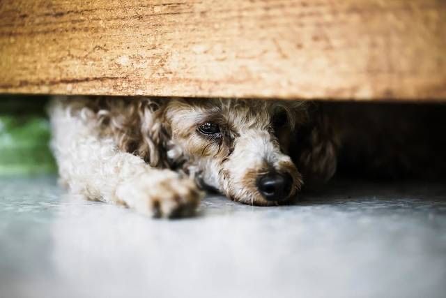 Perro escondido debajo de un mueble