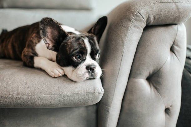 Perro pequeño descansando en un sofá con mirada apagada