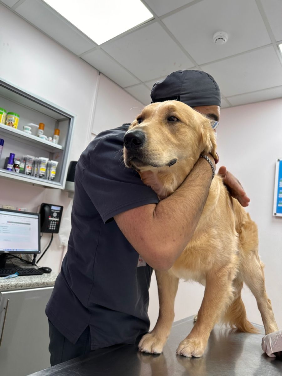 Veterinario abrazando a un perro golden retriever