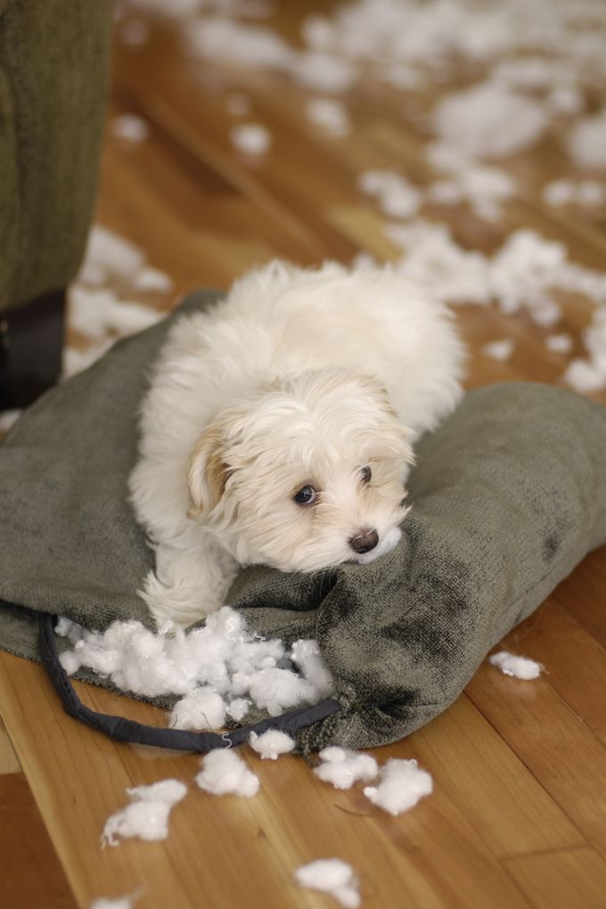 Tu perro no destruye cosas para vengarse