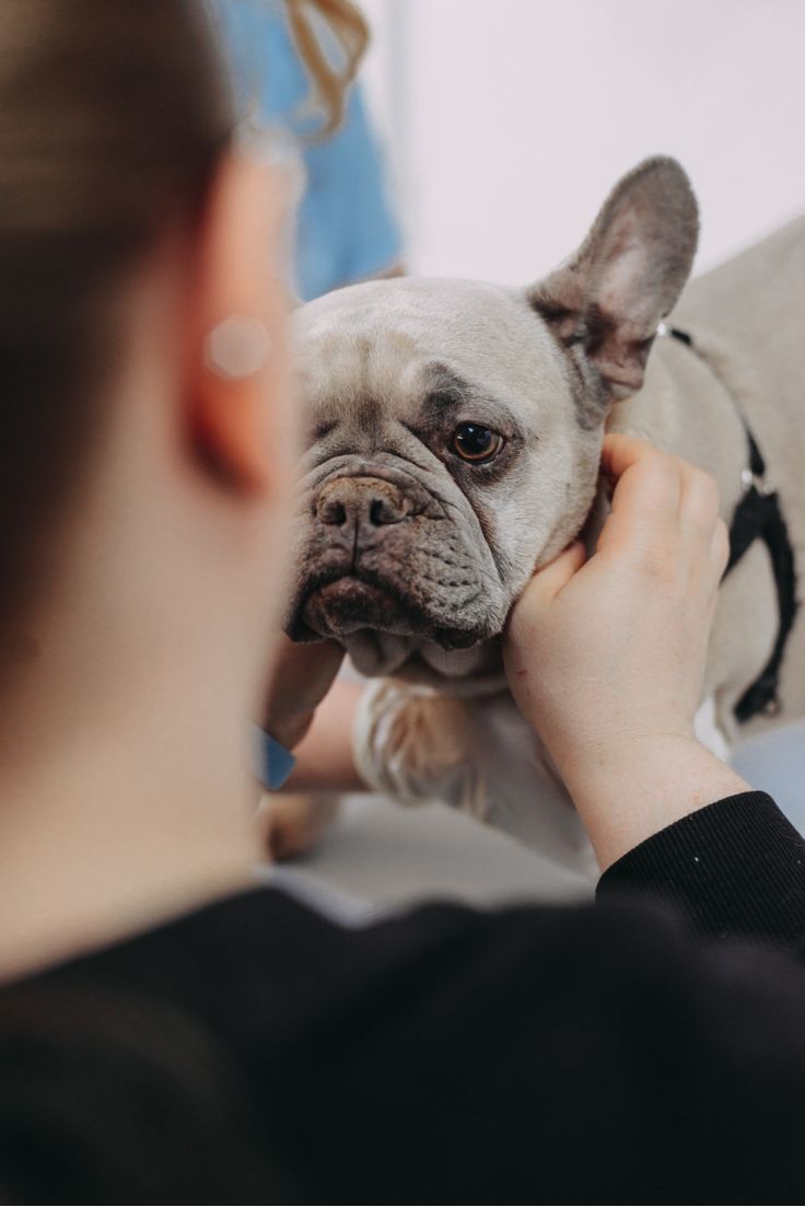 Persona revisando con cariño la carita de su perro
