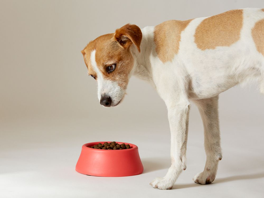 Perro mirando su plato de comida sin interés
