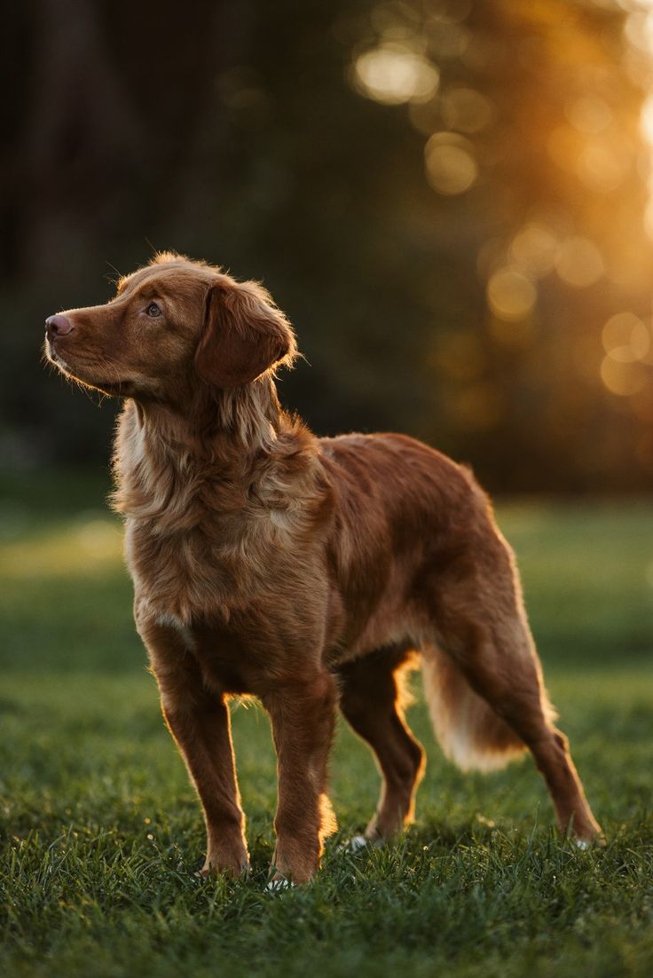 Perro atento y alerta en el campo al atardecer