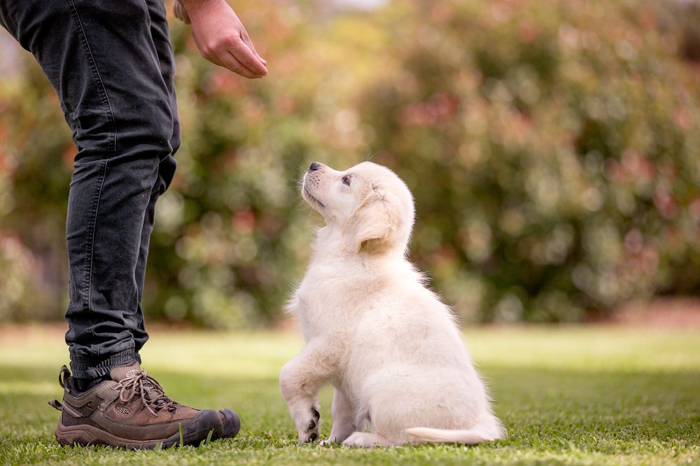 Cachorro golden sentado mirando atento a la mano de su humano
